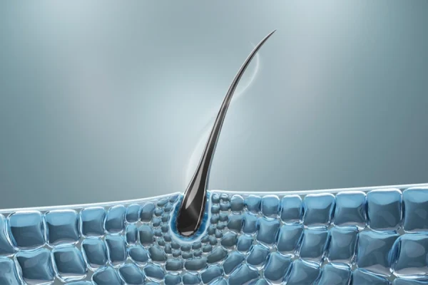 عکس پیاز مو